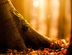 开云体育官方网站-杜兰特天神下凡轰49分，尼克斯化节奏为利刃切割步行者