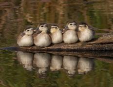 开云体育官方网站-同夜辉映，锡安里程碑背后，森林狼正在书写团队篮球的新纪元