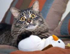 开云体育平台APP-足球之夜，苏格兰激战冰岛告捷，莱万突破500球大关创传奇