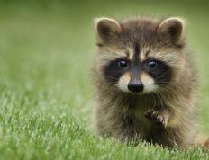 开云体育官方网站-从活塞风暴到马克西式接管，篮球世界的两极美学