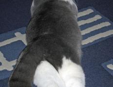 开云体育登录-活塞粉碎马刺迎新生，爱德华兹关键先生正名时—狼性觉醒撕裂圣城防线