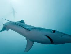 开云体育下载-努涅斯独造三球诠释统治级，南非热身赛力克皇家社会