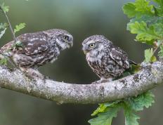 开云体育下载-铁壁与神盾，当非洲战术撕裂意甲豪门，超人门将主宰德甲争冠夜
