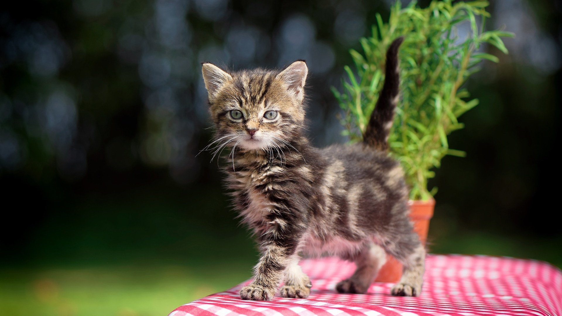 开云体育中国-巴尔韦德一箭定江山，皇马强行终结南非之旅