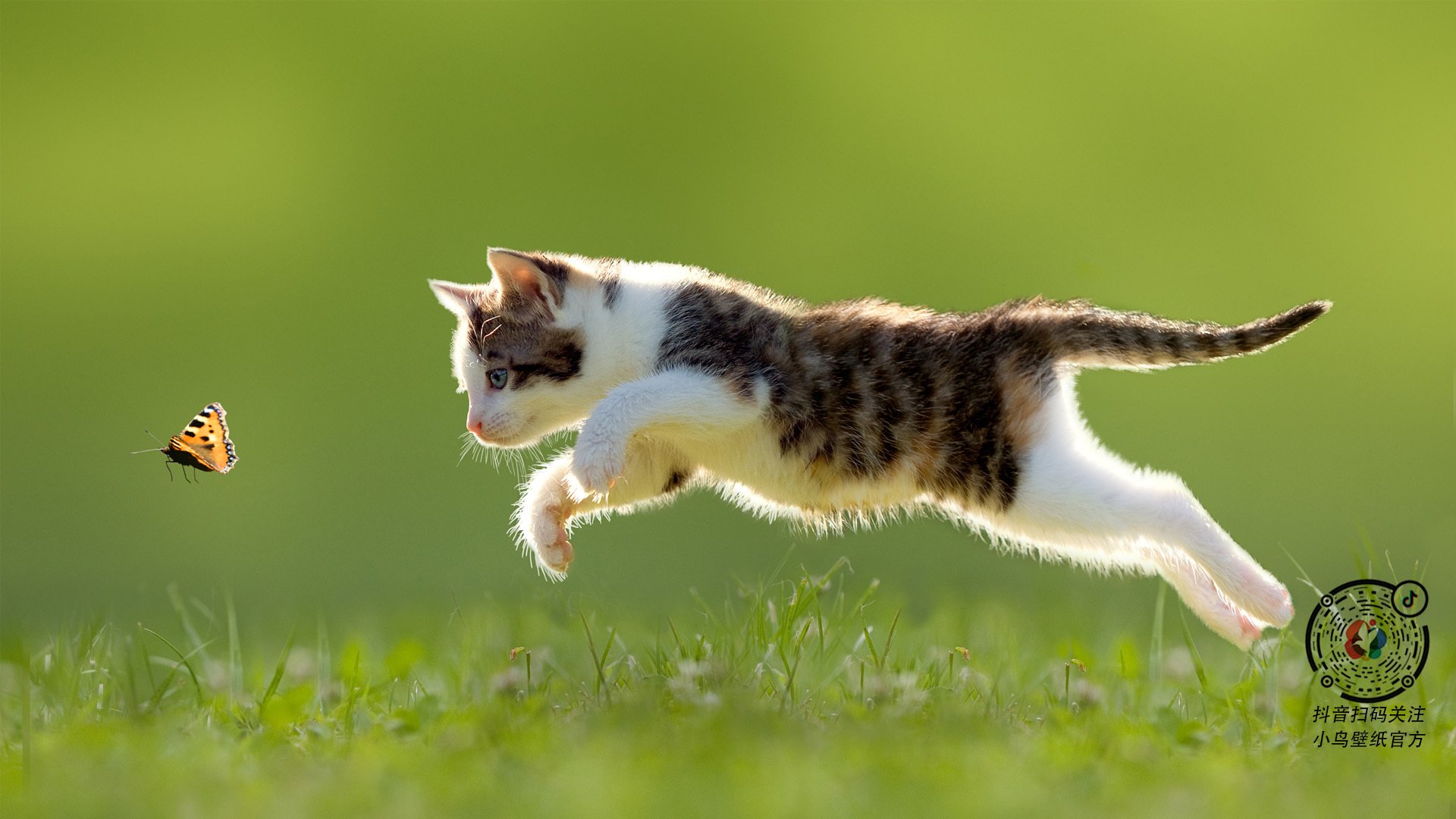 开云官网-马刺碾压凯尔特人，拉梅洛·鲍尔化身关键先生闪耀全场