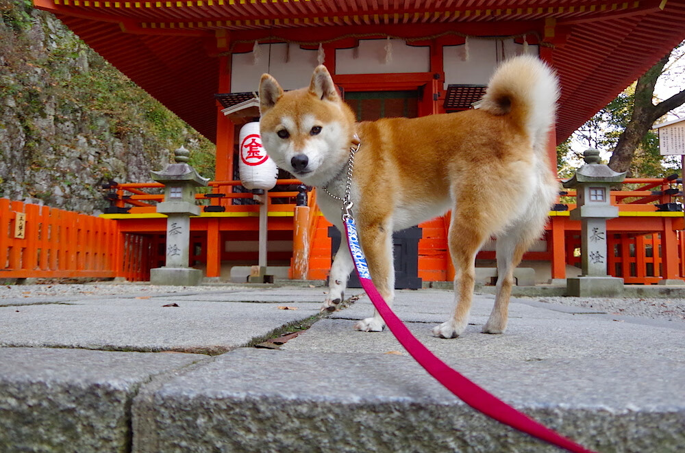开云体育登录-拯救蓝白的忧郁之箭，恩佐的凌空一击，与阿根廷的救赎之路