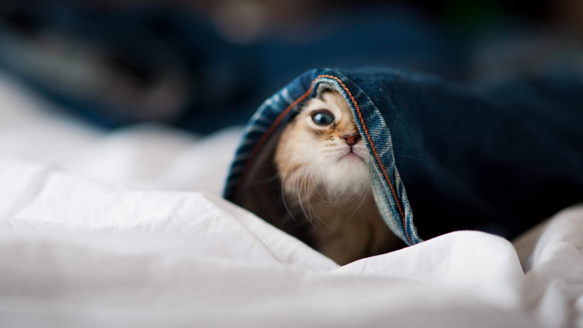 开云体育下载-从配角到核爆,马克西欧冠之夜的数据风暴如何撕裂旧秩序