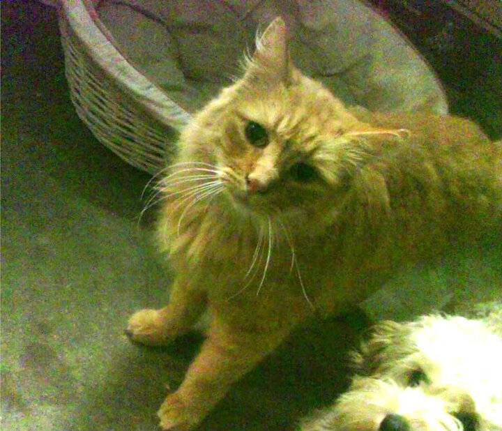 开云体育平台APP-绿茵交响诗，冰岛地质防守与澳大利亚海洋攻势间的奥纳纳攻防转换核心