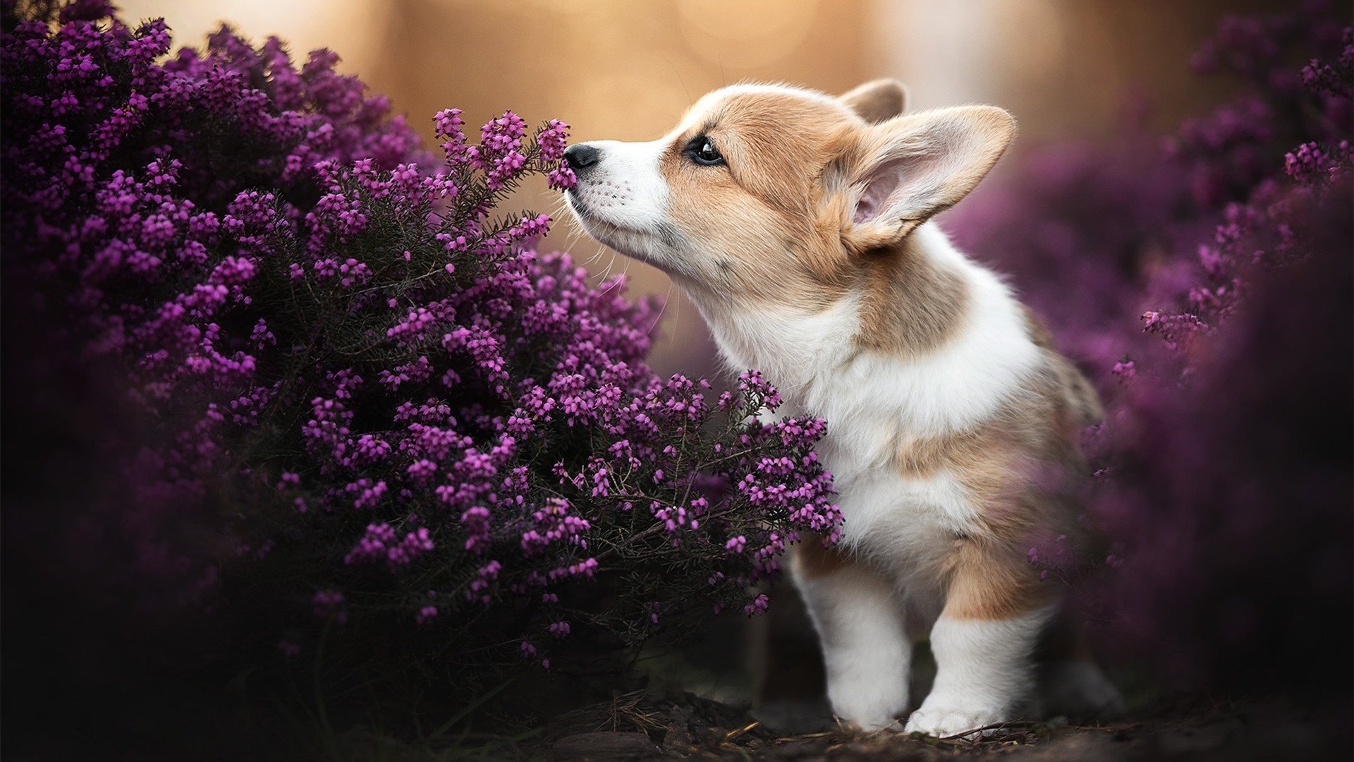 开云体育下载-新王加冕，当铁血之师遭遇黑马，维尼修斯于破茧之战正名