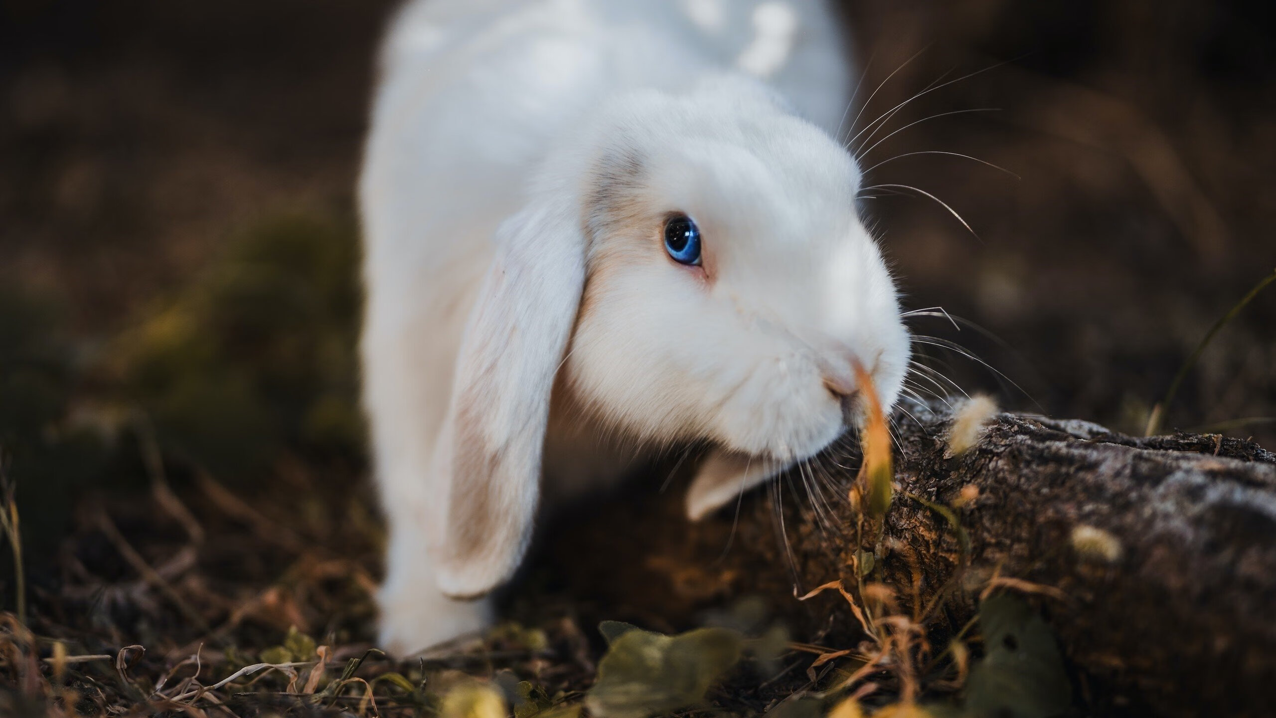 开云体育在线-浓眉末节接管比赛，上海队横扫活塞彰显篮球魅力