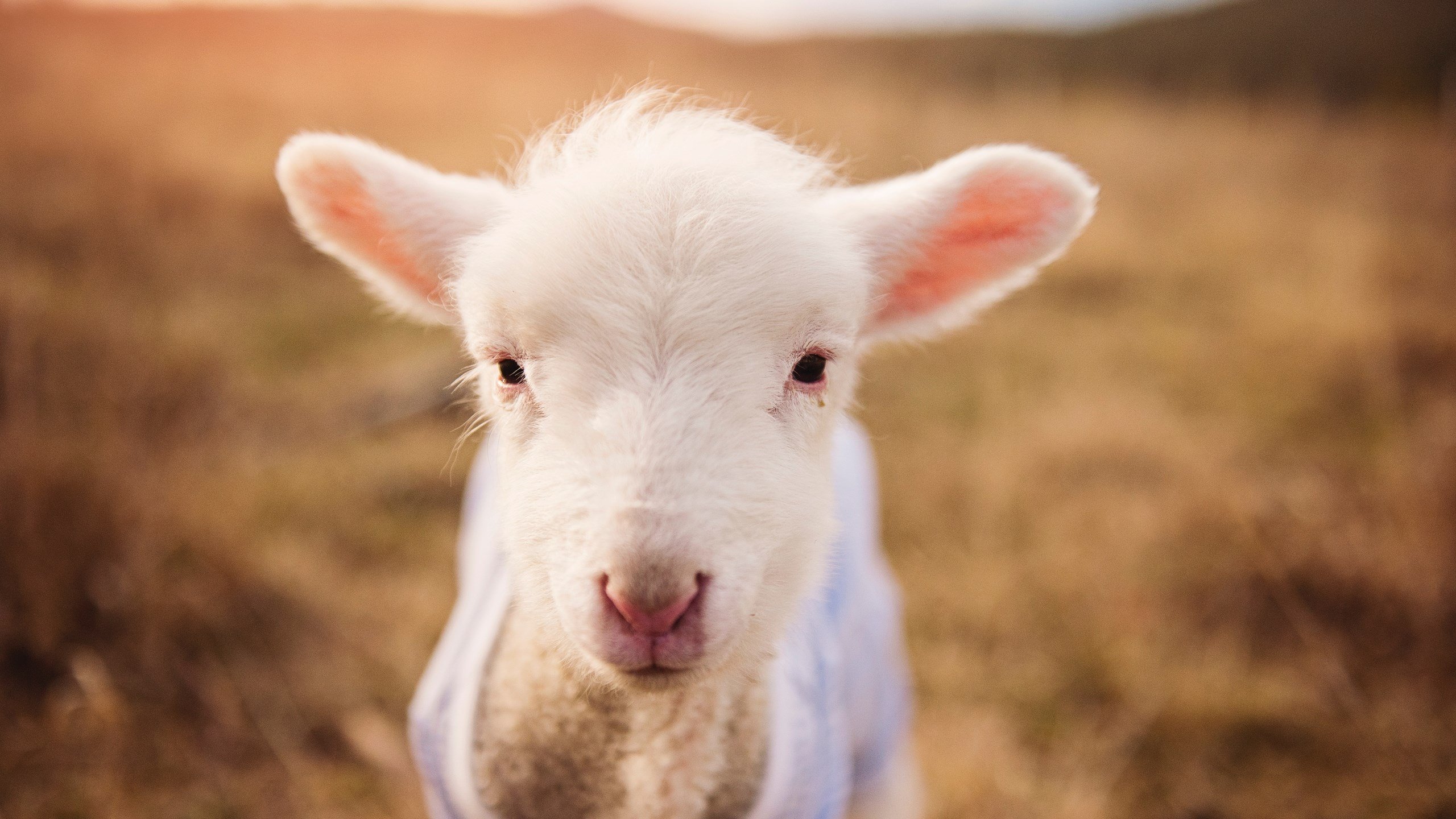 开云APP-星光与桑巴,阿圭罗爆发诠释南美压制美学