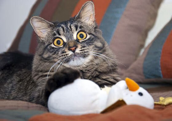 开云体育平台APP-足球之夜，苏格兰激战冰岛告捷，莱万突破500球大关创传奇