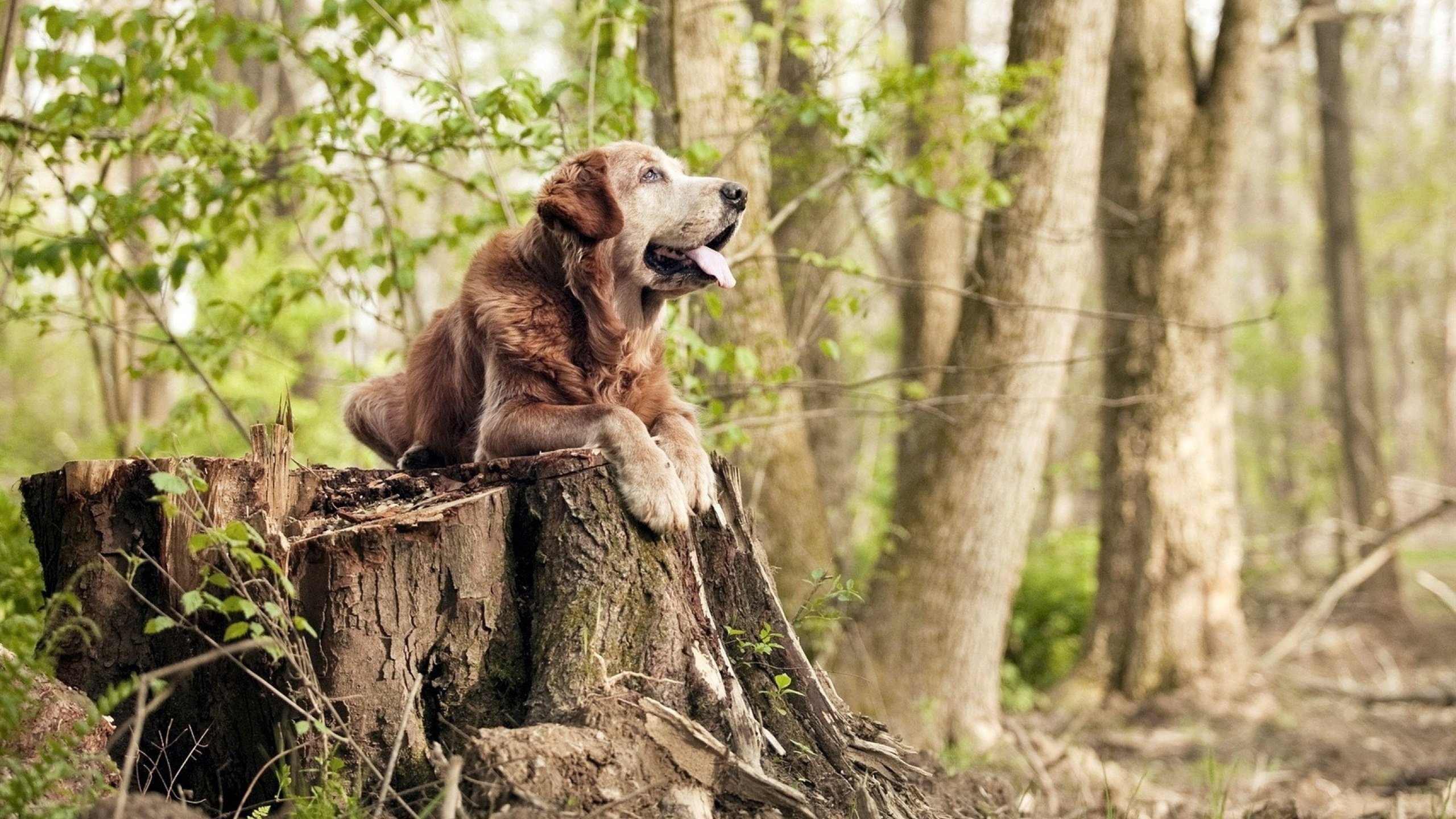 开云体育在线-库里隐形主宰比赛走向，广厦队惊险取胜浙江队