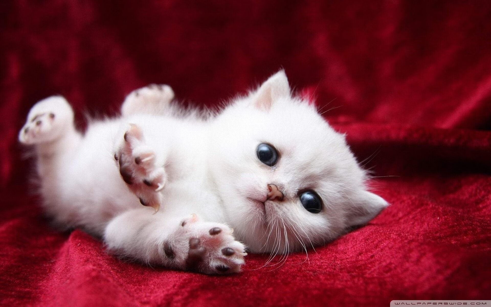 开云体育登录-篮球双雄，新疆队绝杀公牛，塔图姆奥运关键战主宰赛场