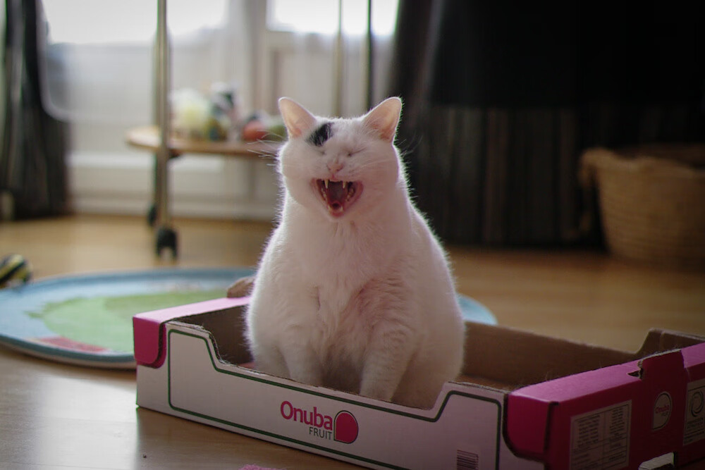 开云体育平台APP-F1街道赛之夜，拉梅洛大场面先生的巅峰对决