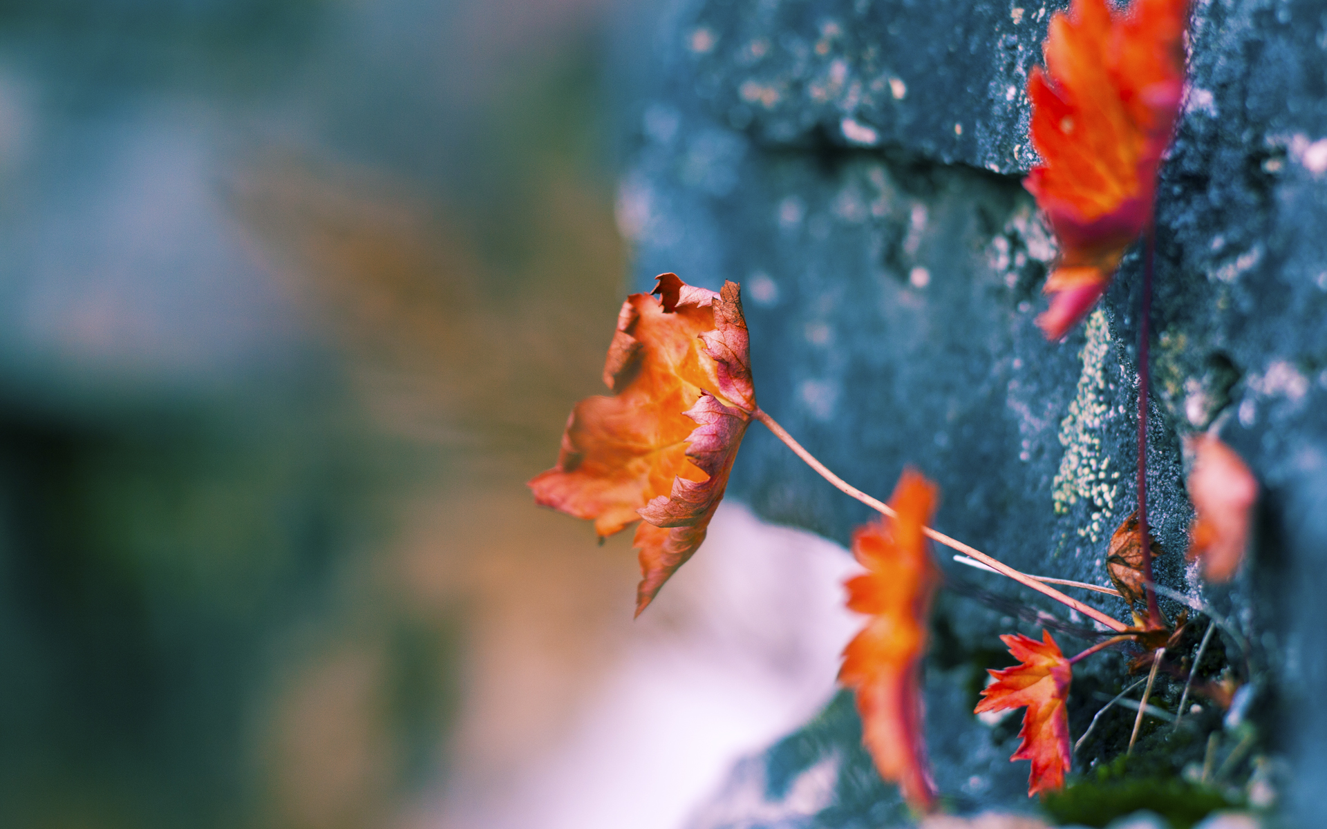 开云体育中国-冷门诞生，当非洲雄狮咬碎高卢鸡，暗夜里有人点亮星辰