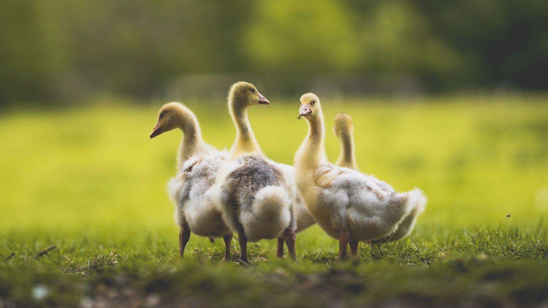 开云官网-凯塞多一锤定音!埃及力克克罗地亚强势晋级,沉默领袖终成关键先生