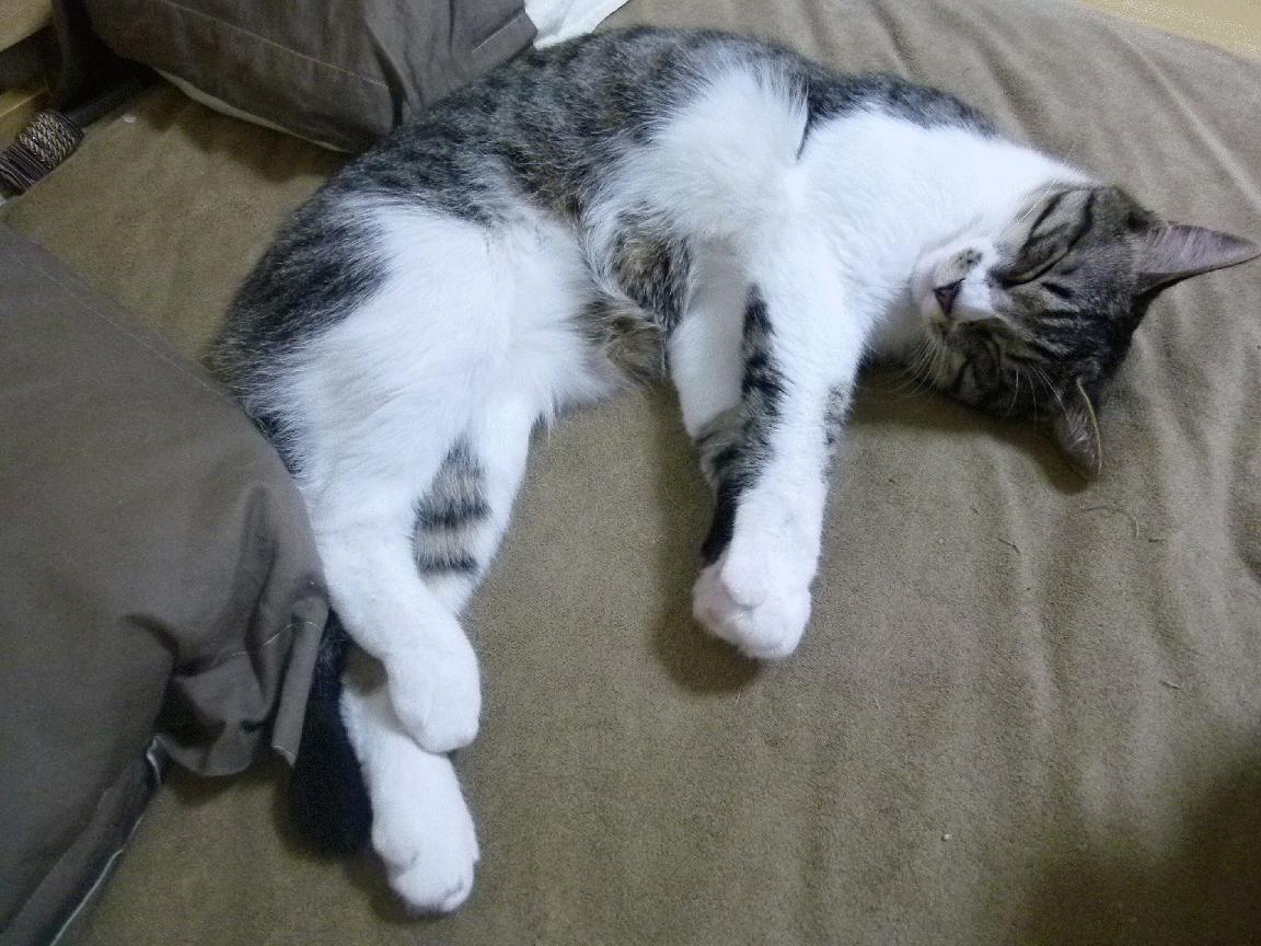 开云下载-欧战烽火,国际米兰碾压葡萄牙劲旅,格列兹曼化身关键先生定乾坤