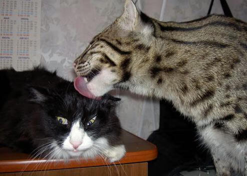 开云平台-惊天逆转！南非绝境翻盘，世界排名争夺战再掀狂澜