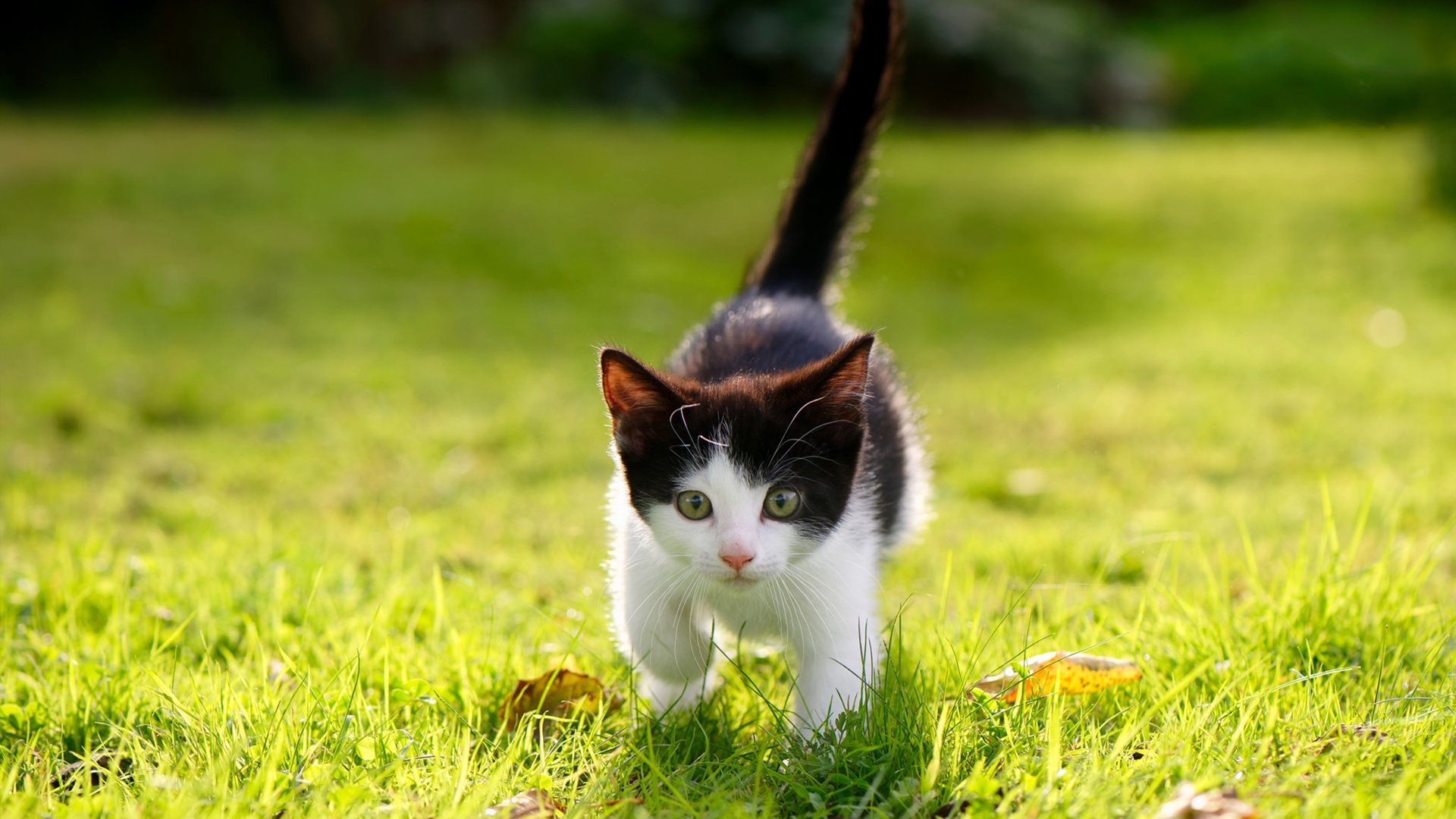 开云体育登录-法比尼奥关键先生本色尽显，英格兰全面压制新西兰奏凯