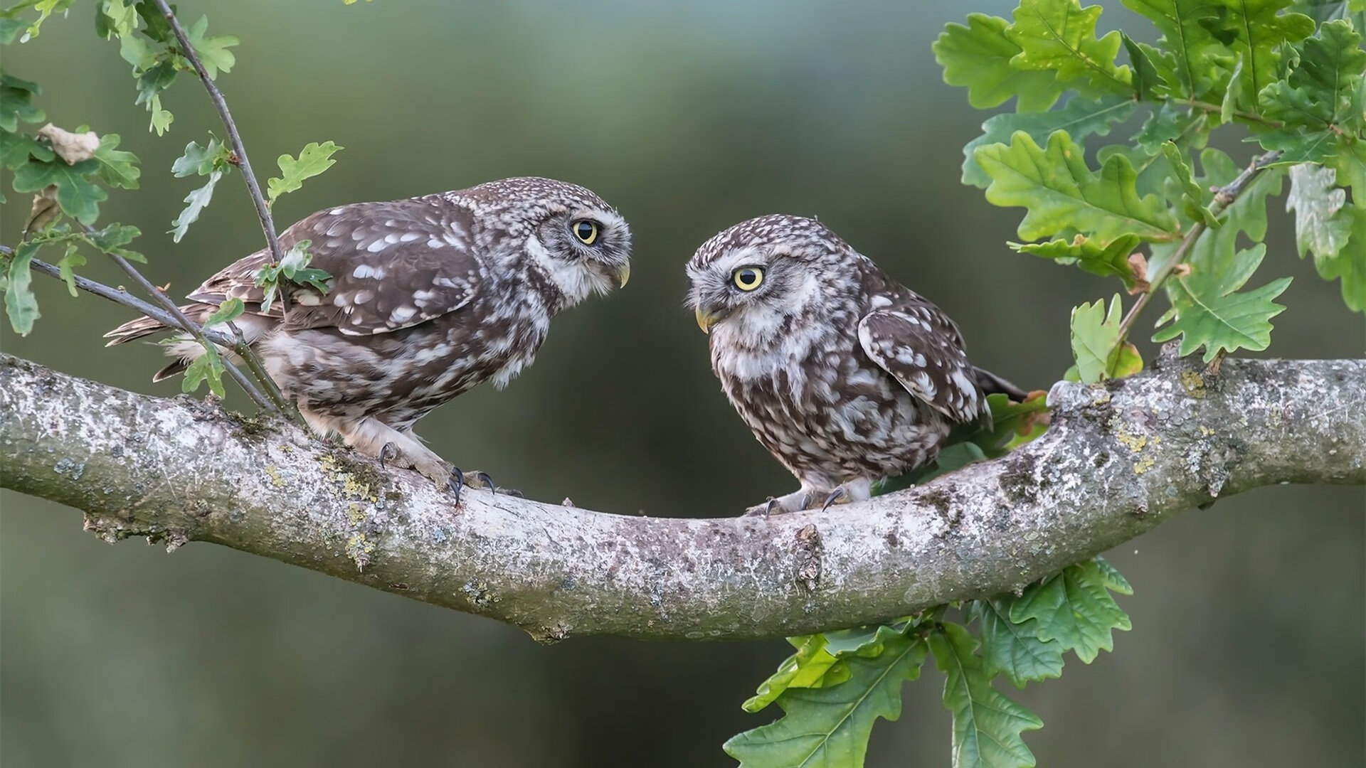 开云体育app-公牛狂奔，武切维奇欧冠封神之战，如何为深圳队注入强硬基因？