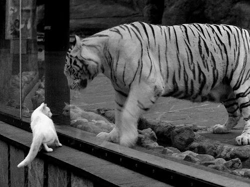 开云APP-焦点战中的崛起，克瓦拉茨赫利亚在喀麦隆对阵毕尔巴鄂的舞台上证明自我